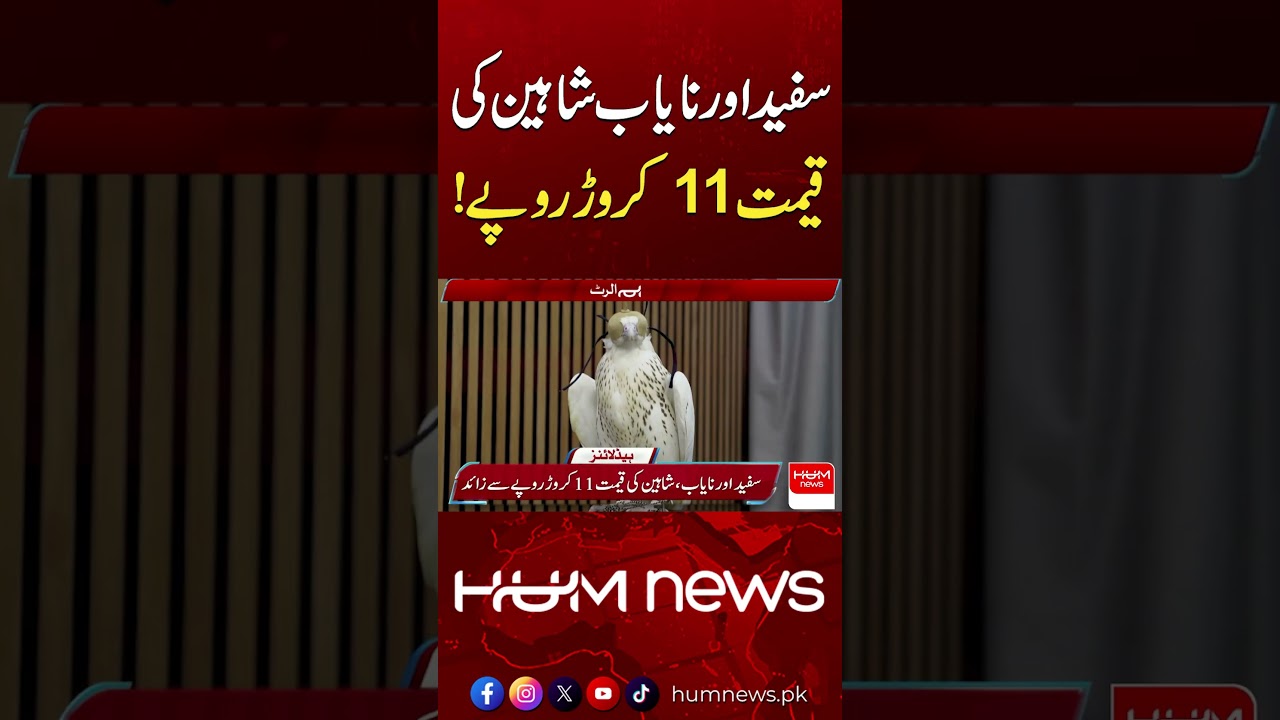 Rare Eagle&rsquo;s Shocking Price Revealed | Hum News | Pakistan
