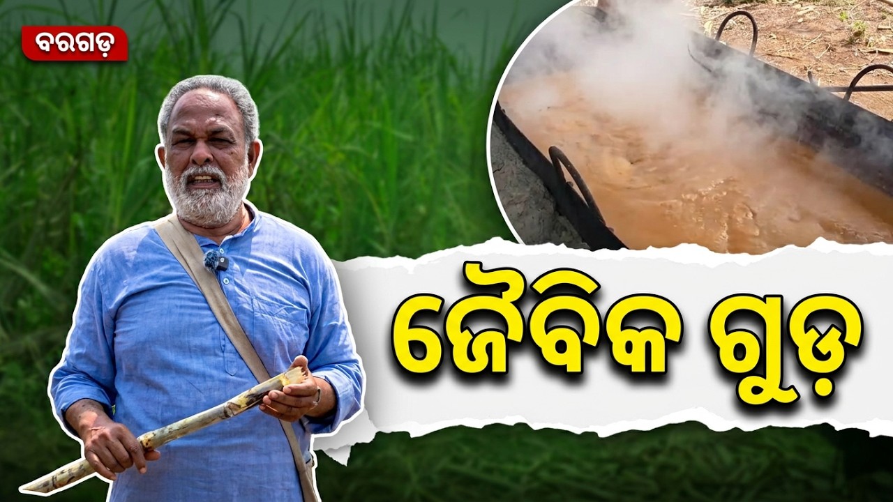 ତାଲଶ୍ରୀଗିଡ଼ା ର ଚାଷୀ ବୁନ୍ଦାବନ ସାହୁ ଙ୍କ ଘନା ଶାଲ  ॥