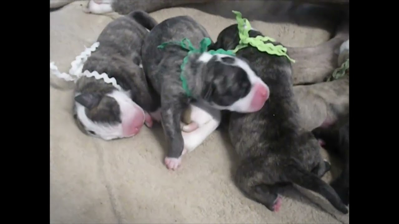 BEAUTIFUL! 2 Day Old Alapaha Puppies!! Lana Lou Lane Stock Lineage***