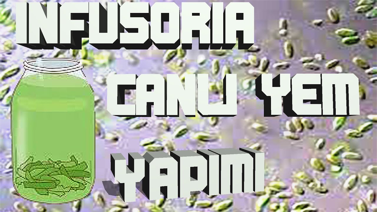 İNFUSORİA-TEK HÜCRELİ CANLI-YAVRU BALIKLAR İÇİN CANLI YEM YAPIMI KÜLTÜR OLMADAN KENDİN YAP