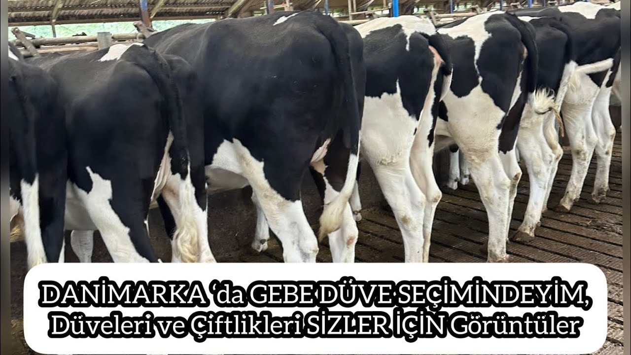 DANİMARKA ‘da GEBE DÜVE SEÇİMİNDEYİM, Düveleri ve Çiftlikleri SİZLER için Görüntüledim #hayvancılık