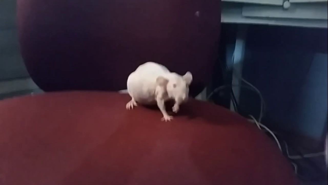 My big pink rat