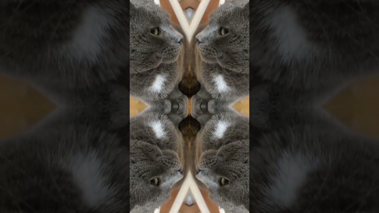 Kaleidoscope cat