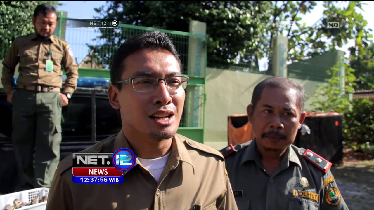 Petugas BKSDA Gagalkan Penyelundupan Belasan Elang - NET12