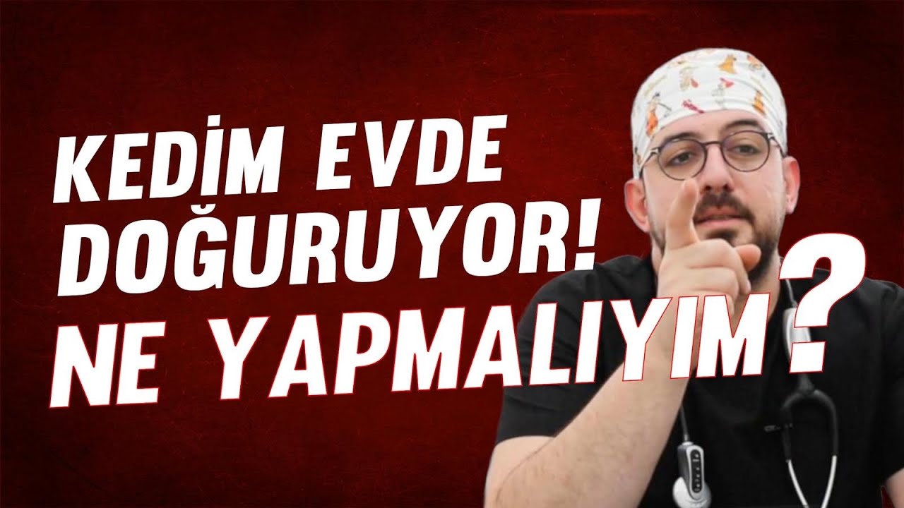 Evde Kedi/ Köpek Doğumuna Nasıl Yardım Edebiliriz?/ Kedi ve Köpeklerde Hamilelik Süreci