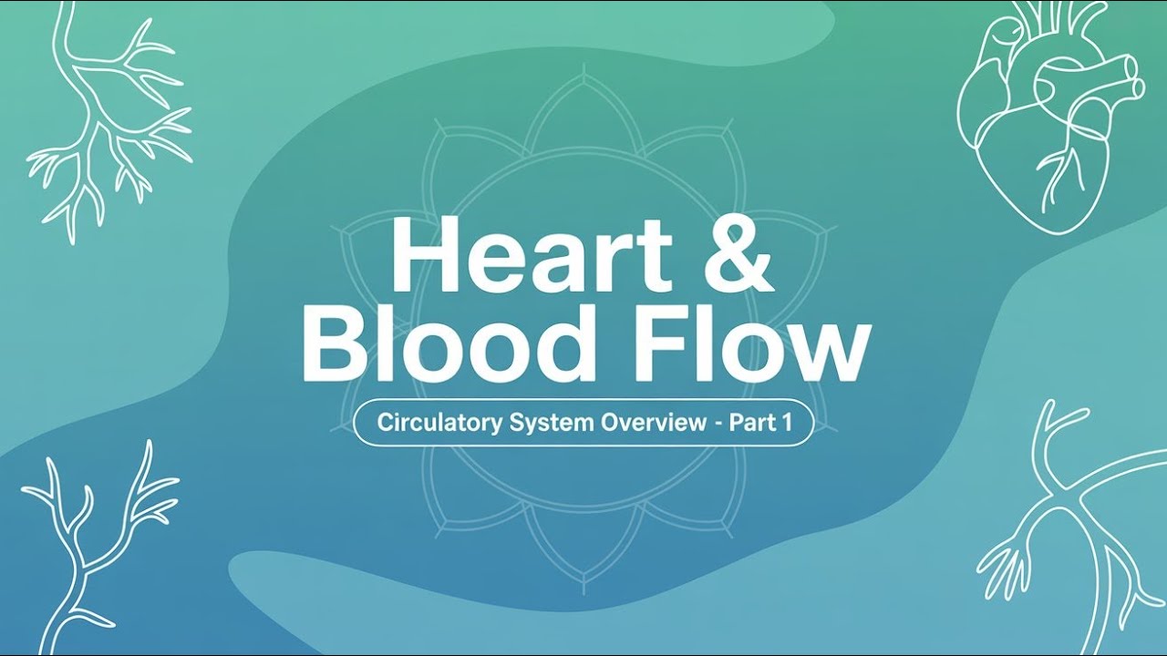 Overview of the Circulatory System part 1 | Heart, Blood Flow & Yoga Anatomy