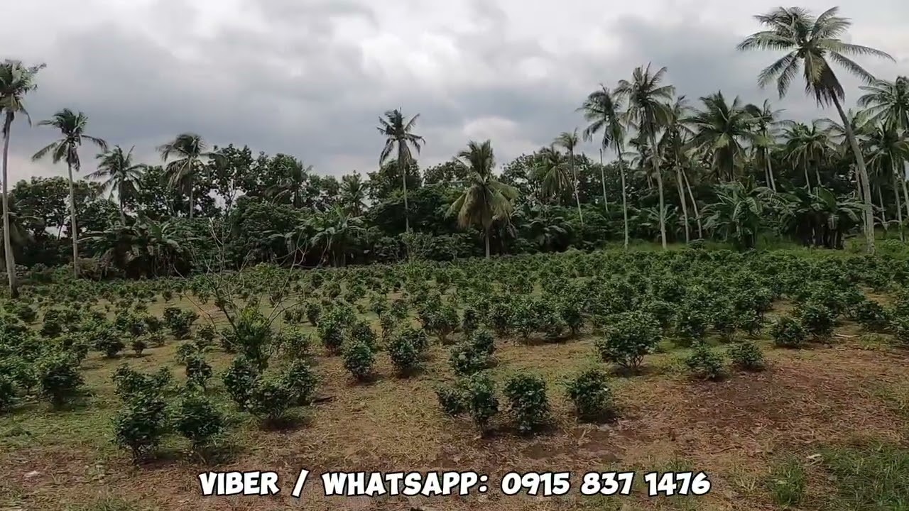 SOLD SOLD SOLD!!! Vlog #21 FARMLOT FOR SALE / TIAONG, QUEZON / 1.3 HECTARES