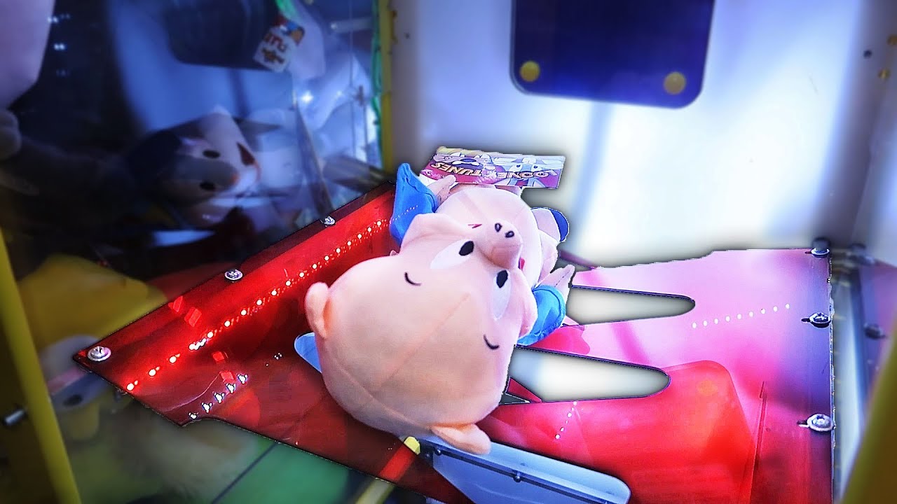 We have to save the pig!