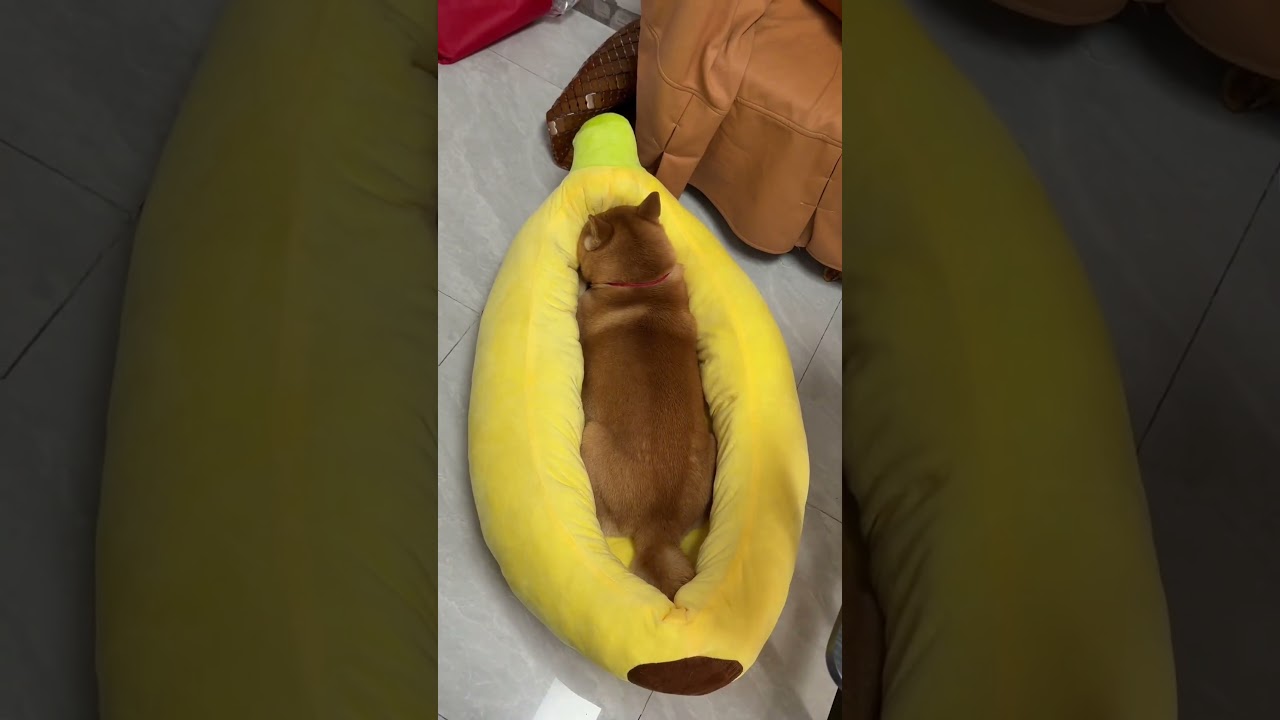 Why Do Pets Love This Shape So Much #dhgate #dhgatefinds #coolgadgets