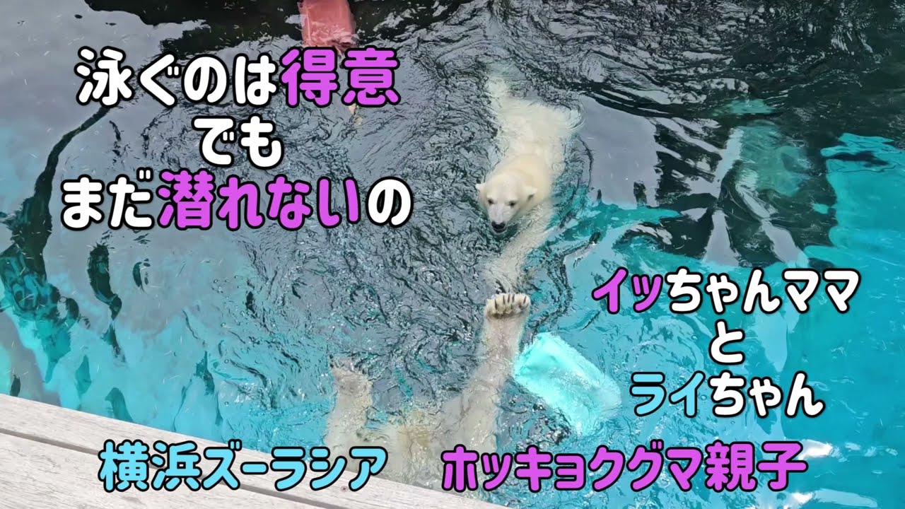 ホッキョクグマ親子　泳ぐのは得なライちゃんでも潜るのはまだまだね　イッちゃんママとライちゃん　横浜ズーラシア　ШилкаиЛай