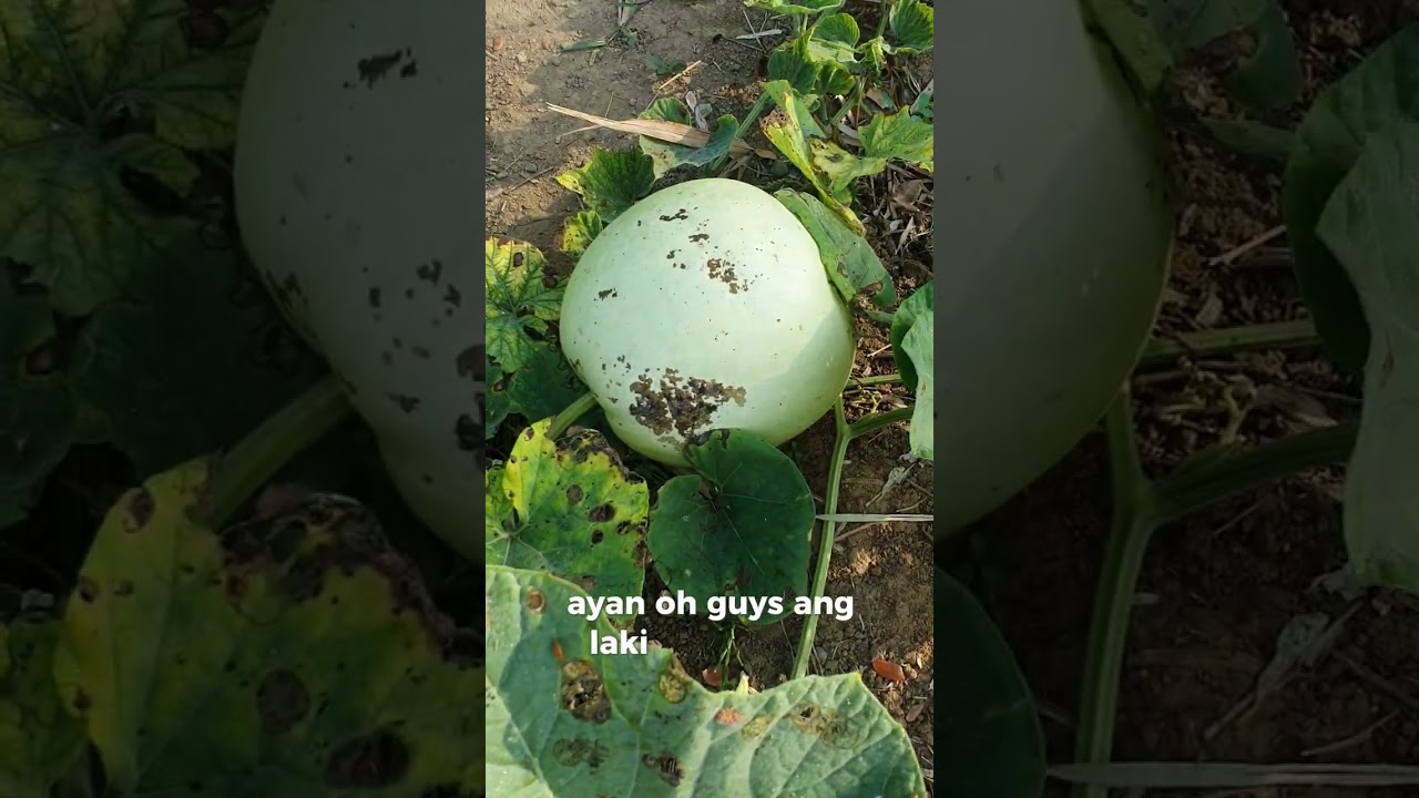 Tara! Samahan niyo ako manguha gulay! #minivlog