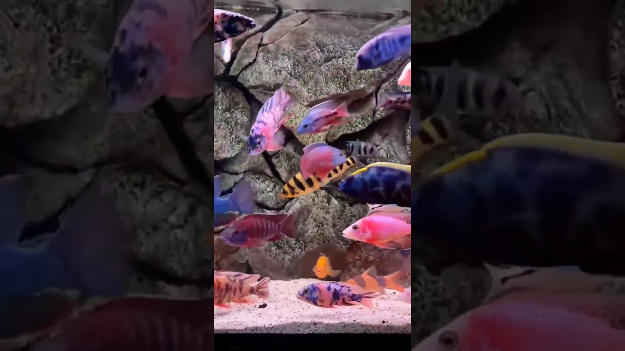 Cichlid afrika emang enak dipandang 😂😂