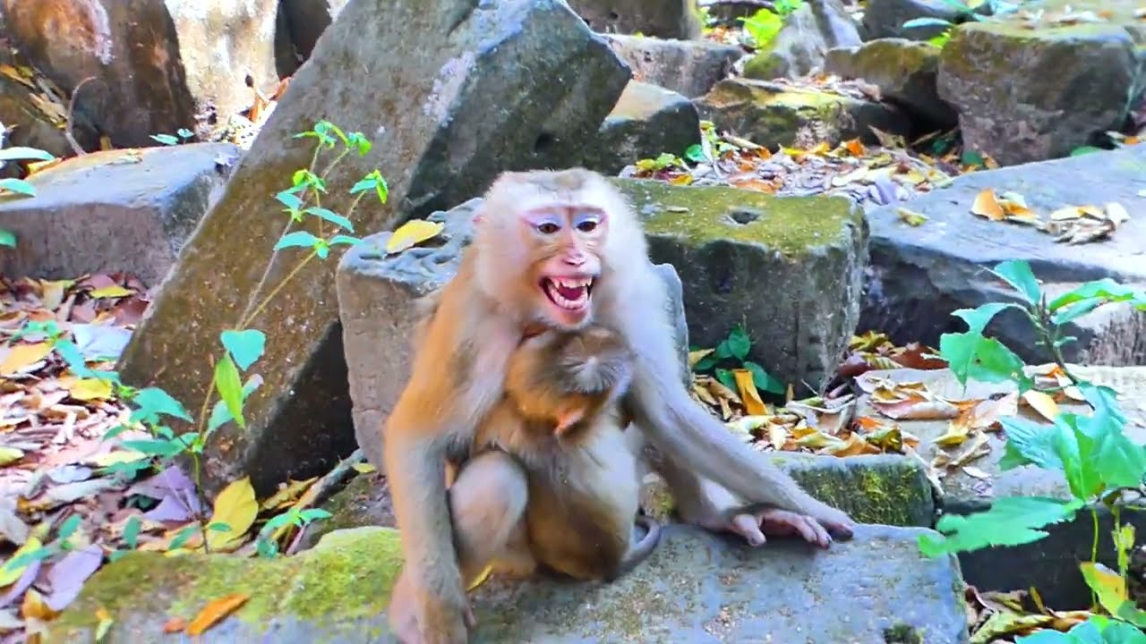Monkey Linda Breastfeeding​ monkey Lumi looking sweet