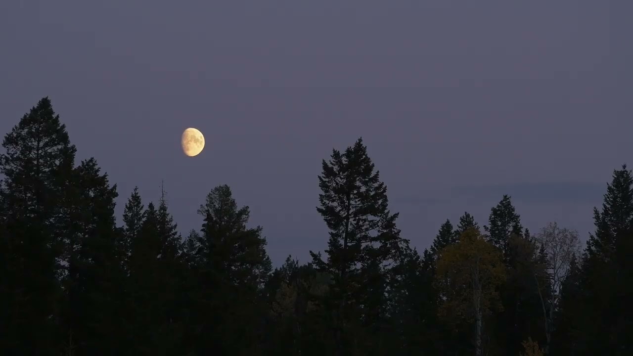 acoustic guitar / sad indie folk type beat &ldquo;there was a garden here&rdquo;