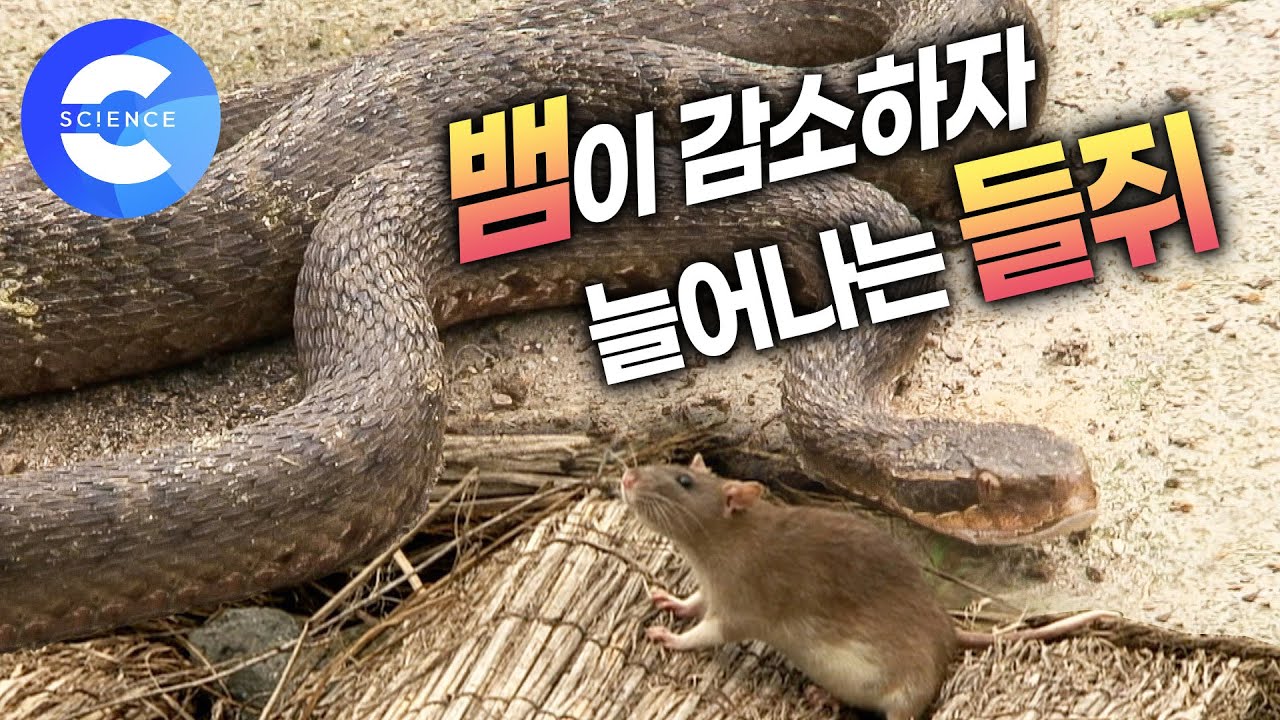 뱀이 줄어들자 농가에 나타난 들쥐떼의 실상 🐀 | 토종 구렁이 복원 프로젝트 | 🌎 하나뿐인 지구
