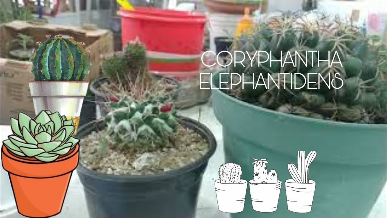 CORYPHANTHA ELEPHANTIDENS