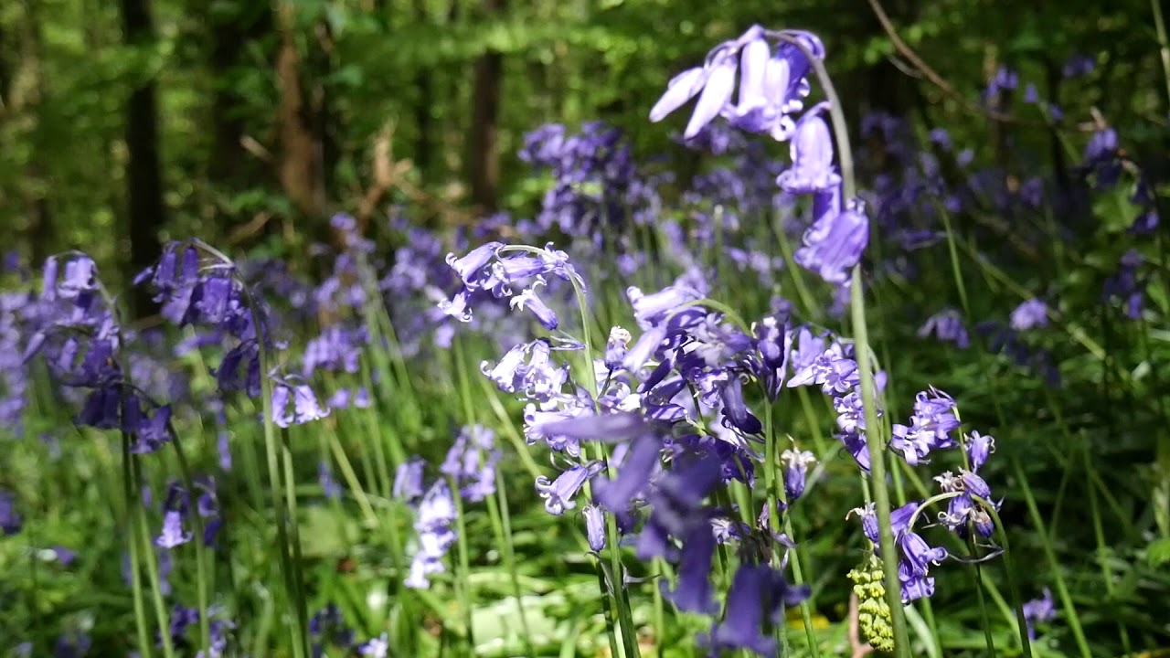 Northern Irish bluebells | Incredible things you may not know about this wildflower