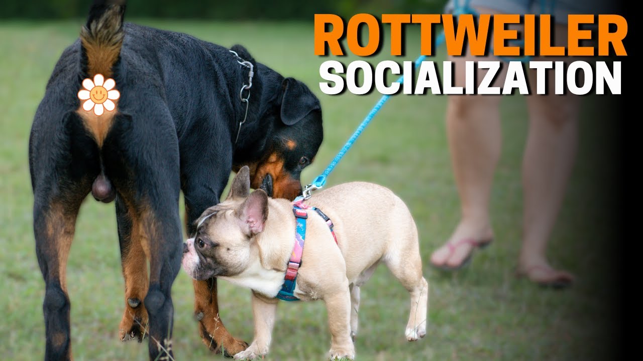 How to Socialize Your Rottweiler? (The Right Way)