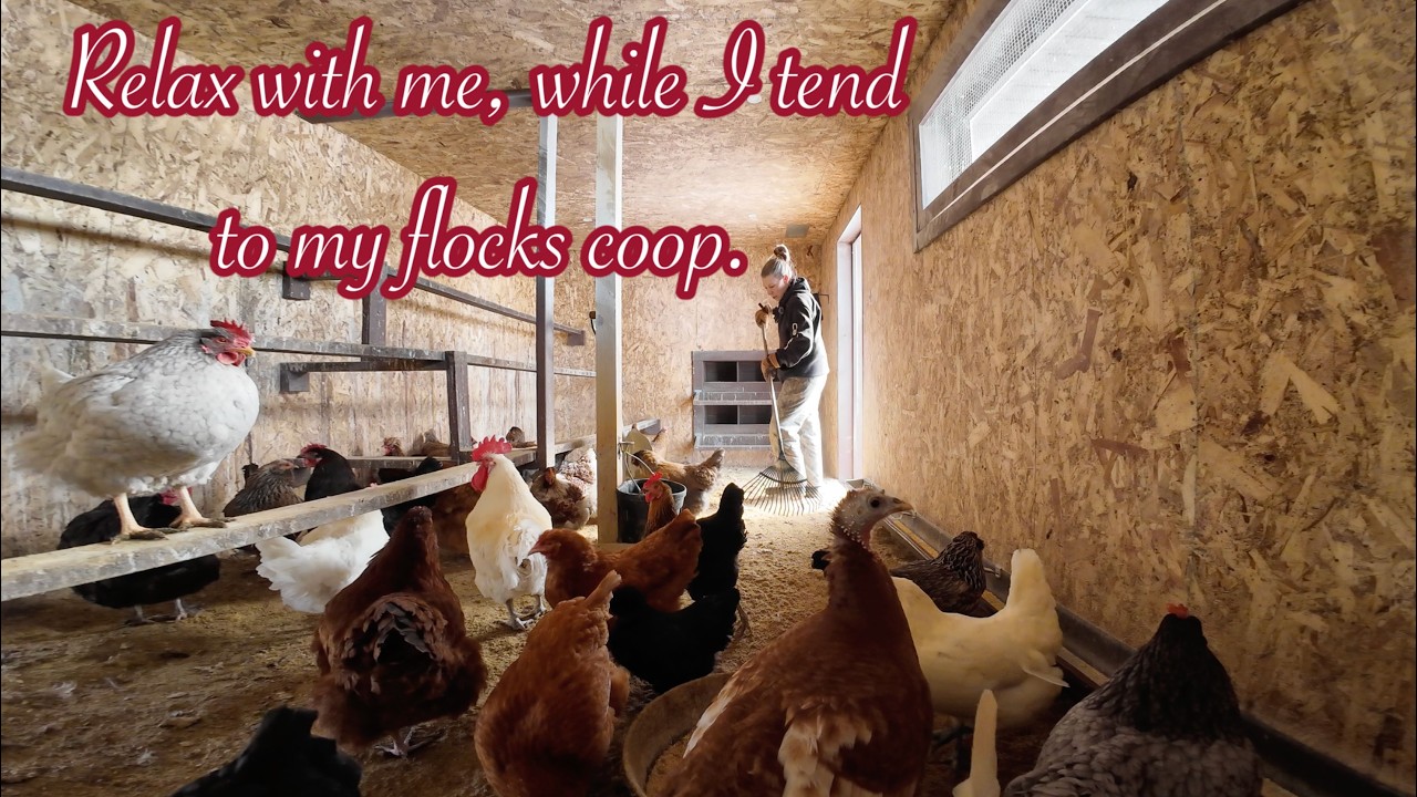 Relax with me, and enjoy some simple living while I clean out my flocks coop