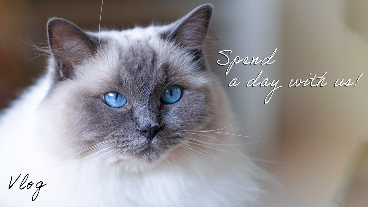 What it's like to have a Ragdoll cat, typical day| Ragdolls Pixie and Bluebell
