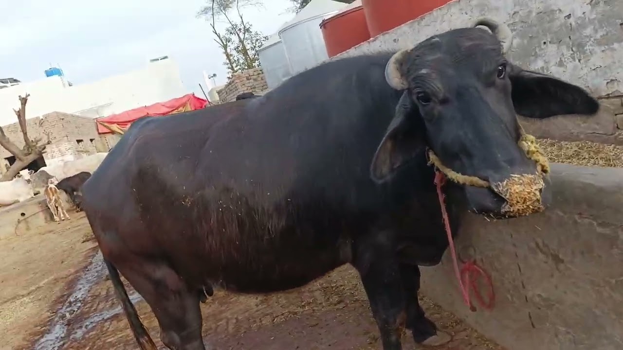 Buffalo farm latest updates 2026 @AKRAM_Farms 
