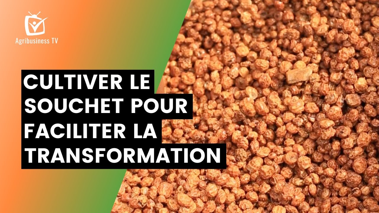 Bénin : Cultiver le souchet pour faciliter la transformation