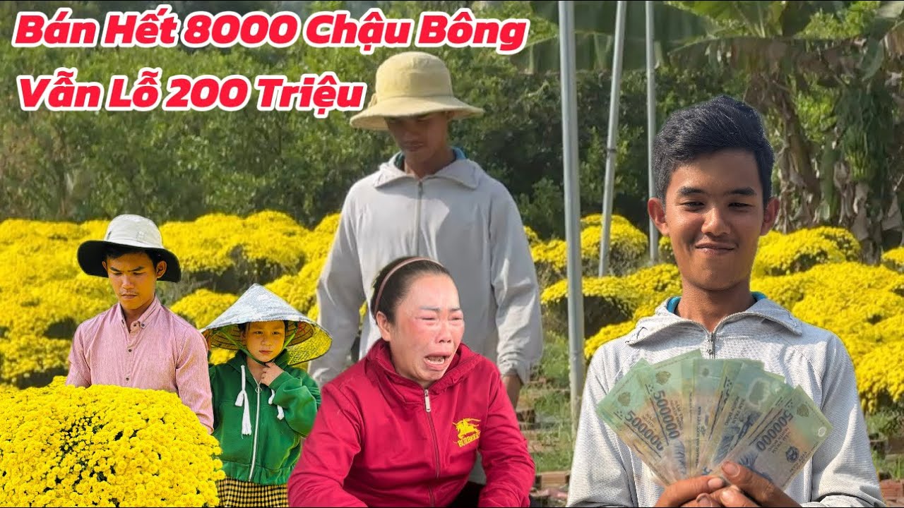 ✅Sốc Đôi Vợ Chồng Trẻ Bán Hết 10.000 Cúc Mâm Xôi Nở Sớm Vẫn Lỗ 200 Triệu Ai Cũng Ngạc Nhiên