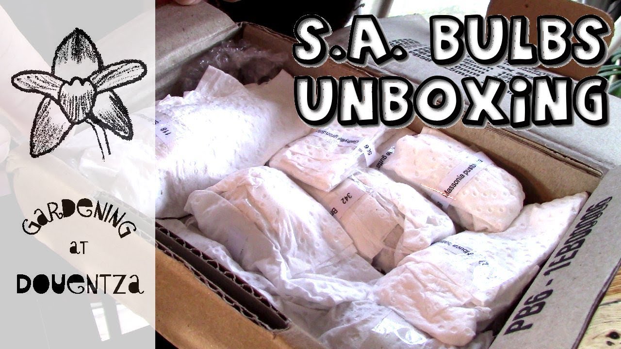 Unboxing of South African bulbs
