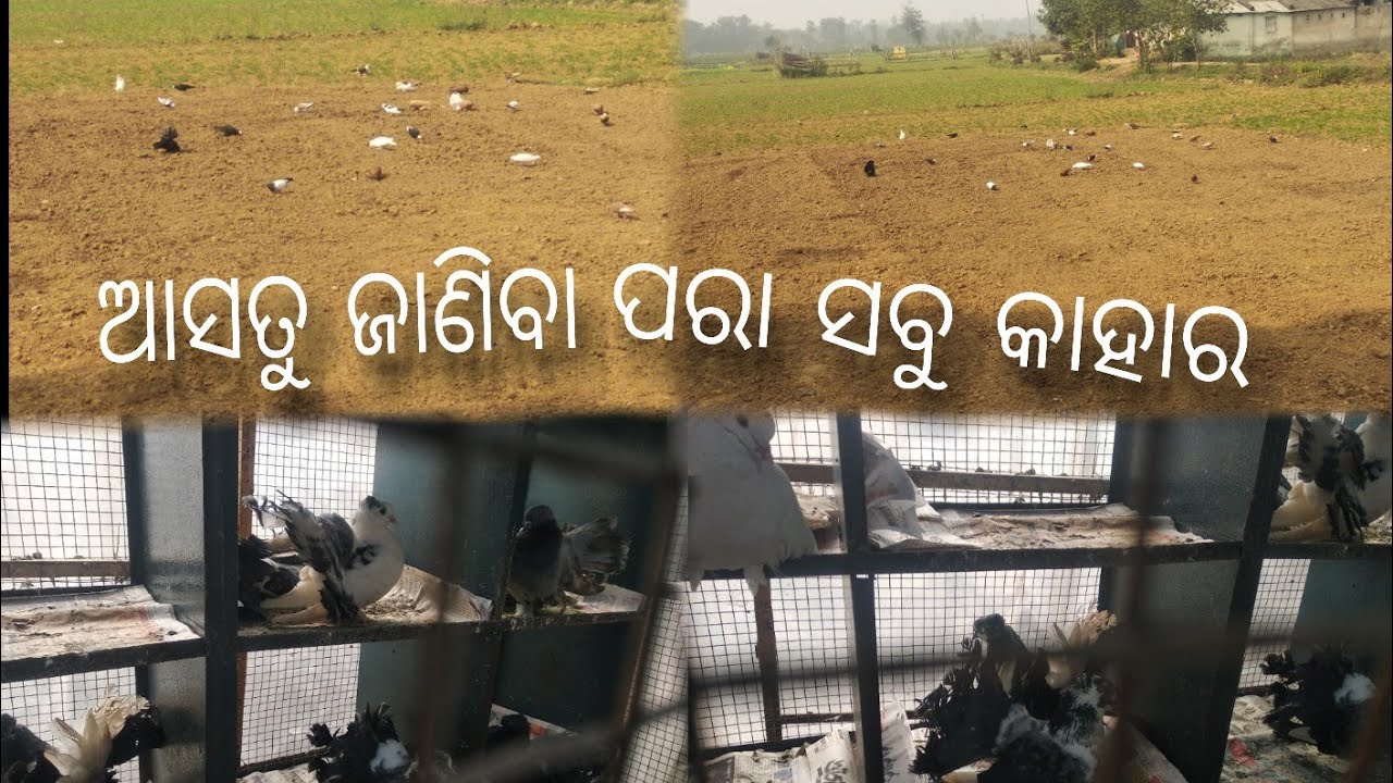ଆସତୁ ଜାଣିବା ପରା ସବୁ କାହାର /#59/#viral #pleasesubscribe #kabootarloft05