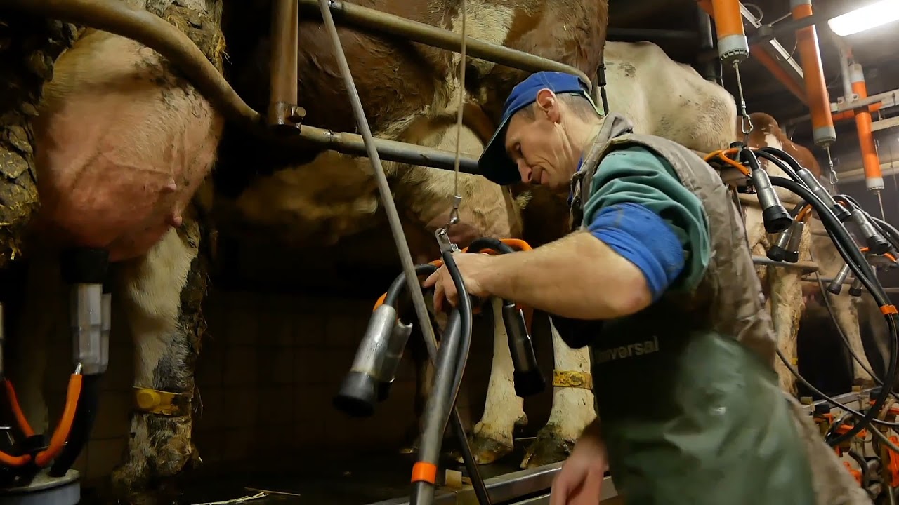 Traite des vaches Montbéliardes