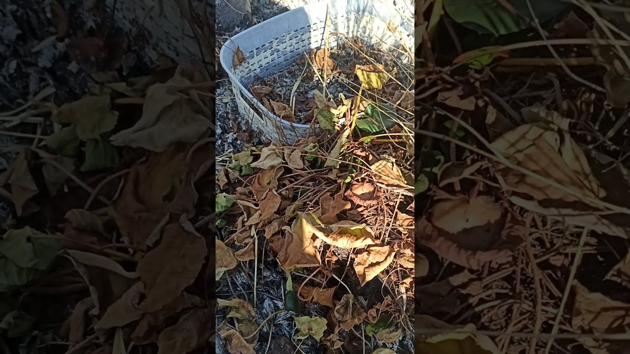 ⚠️⚠️ Estanque de la finca en peligro, sin AGUA@Volveralcampo #shorts