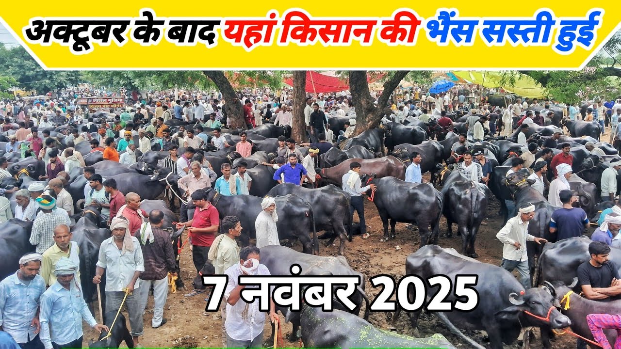 अक्टूबर के बाद यहां किसान की भैंस सस्ती हुई | Pachokhara Pashu Mandi | Pashu Mandi | Buffalo Market
