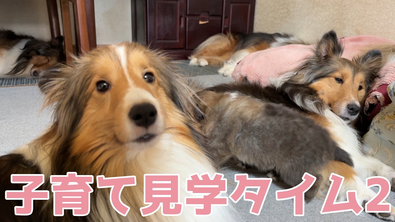 【シェルティ】子育て見学タイム2✨【仲良くなってきたね】