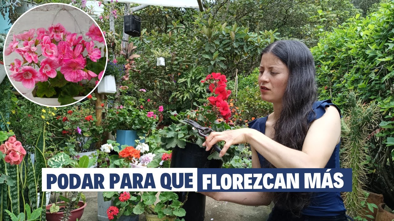 Porqué, cuándo y cómo podar GERANIOS MALVÓN | Jardín Diaz