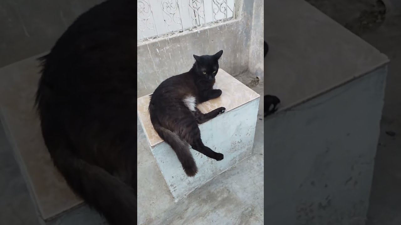 Bella N Timon Diaries  is live!