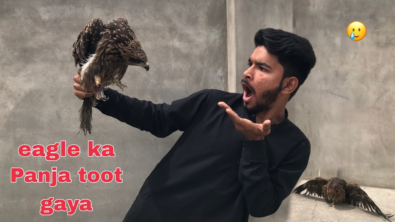 eagle ke panje ma chot lagi hai  🥲 #shorts #trending #youtubeshorts 