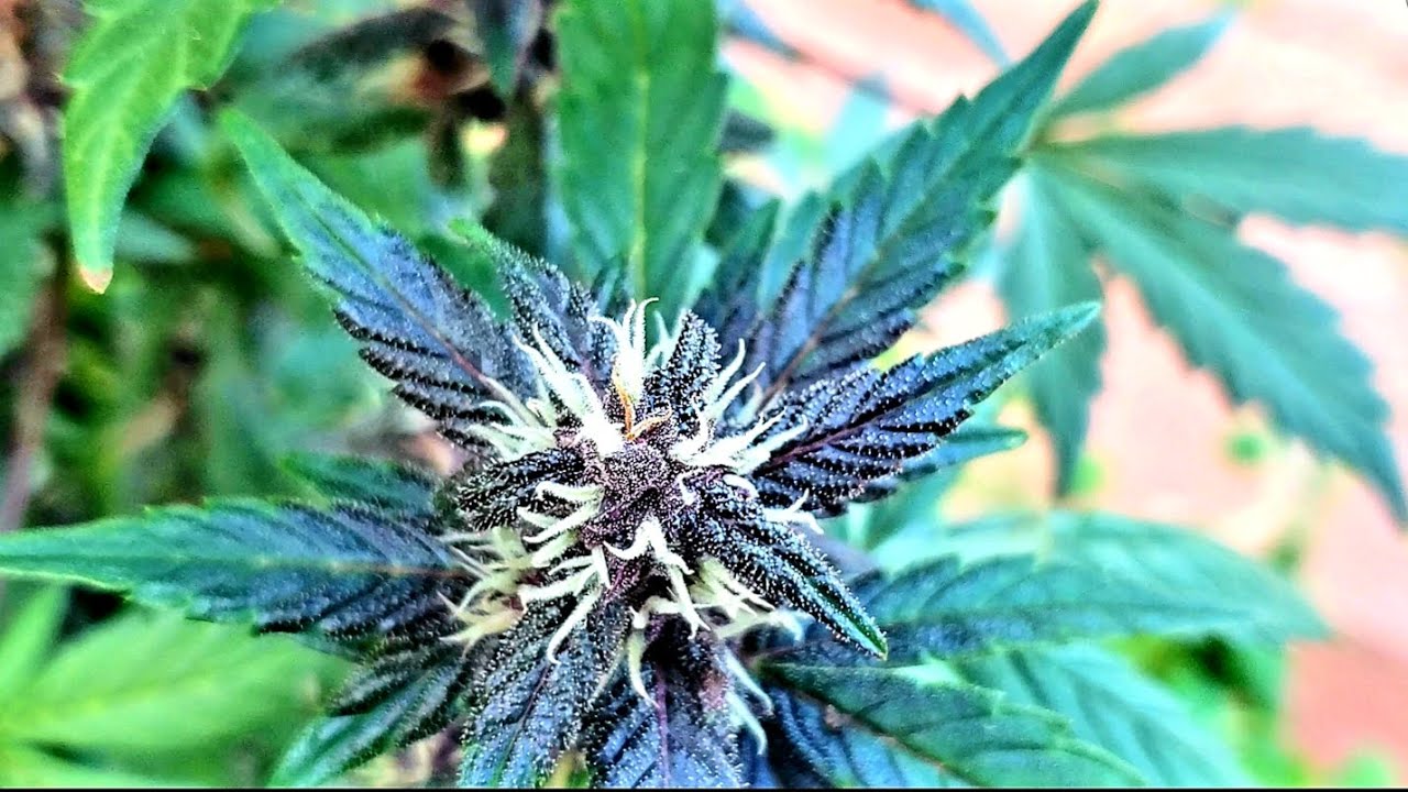 Autoflower Live Soil with KNF Results ( Purple Bloody Skunk Harvest )