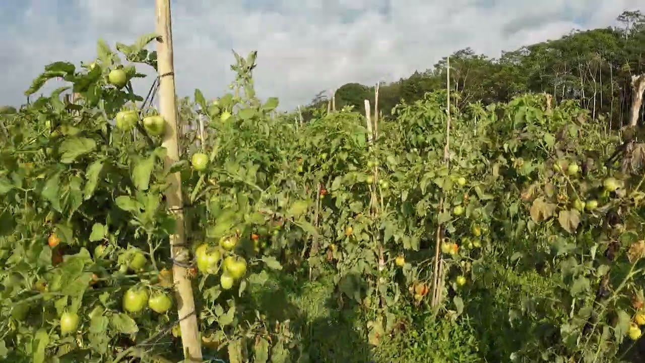 Panen tomat servo petikan yang ke lima kalinya, buah masih ok harga juga ok