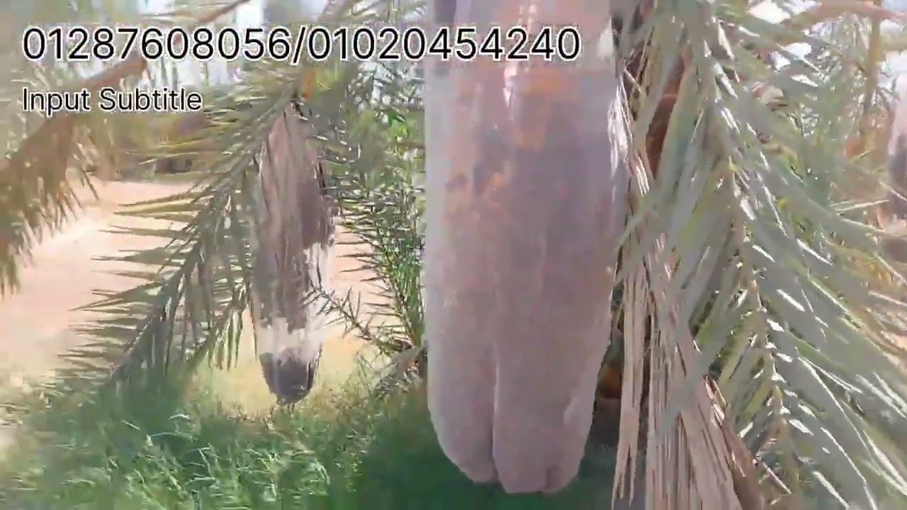 قولتلكم حرق اسعااار .مزرعه 26فدان نخل سيوي ومجدول بسعر مناسب.تعال نشوف