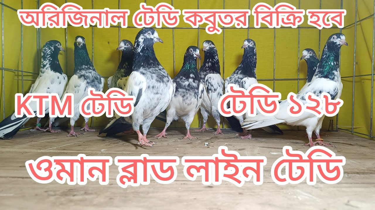 ইমপোর্টেড ব্লাড লাইন টেডি কবুতর বিক্রি হবে.. অরিজিনাল টেডি কবুতর. টেডি ১২৮ /ওমান টেডি KTM টেডি কবুতর