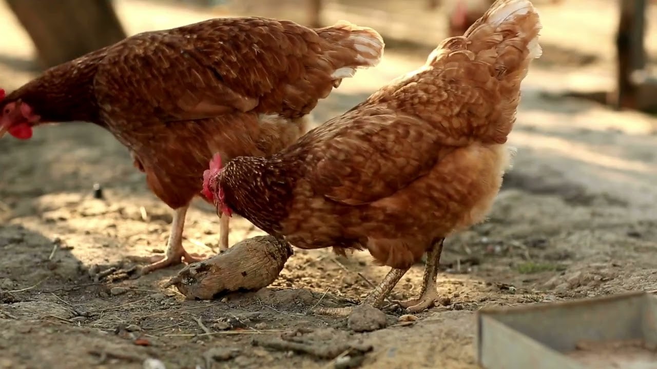 Cours gratuit pour apprendre à élever 100 poules pondeuses et gagner de l'argent étape par étape