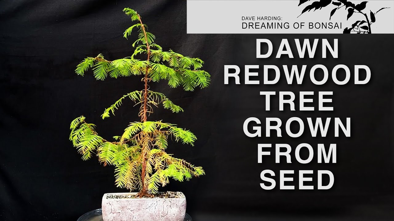 Dawn Redwood Grown From Seed, November 2023