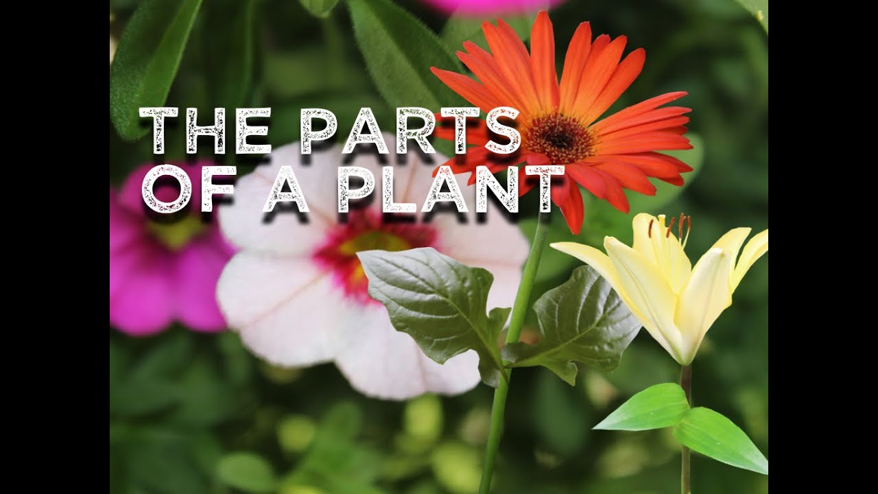 The Parts of a Plant (song for kids about flower/stem/leaves/roots)