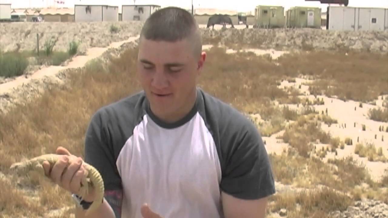 Adventure Archive -- Kuwaiti Uromastyx Lizard