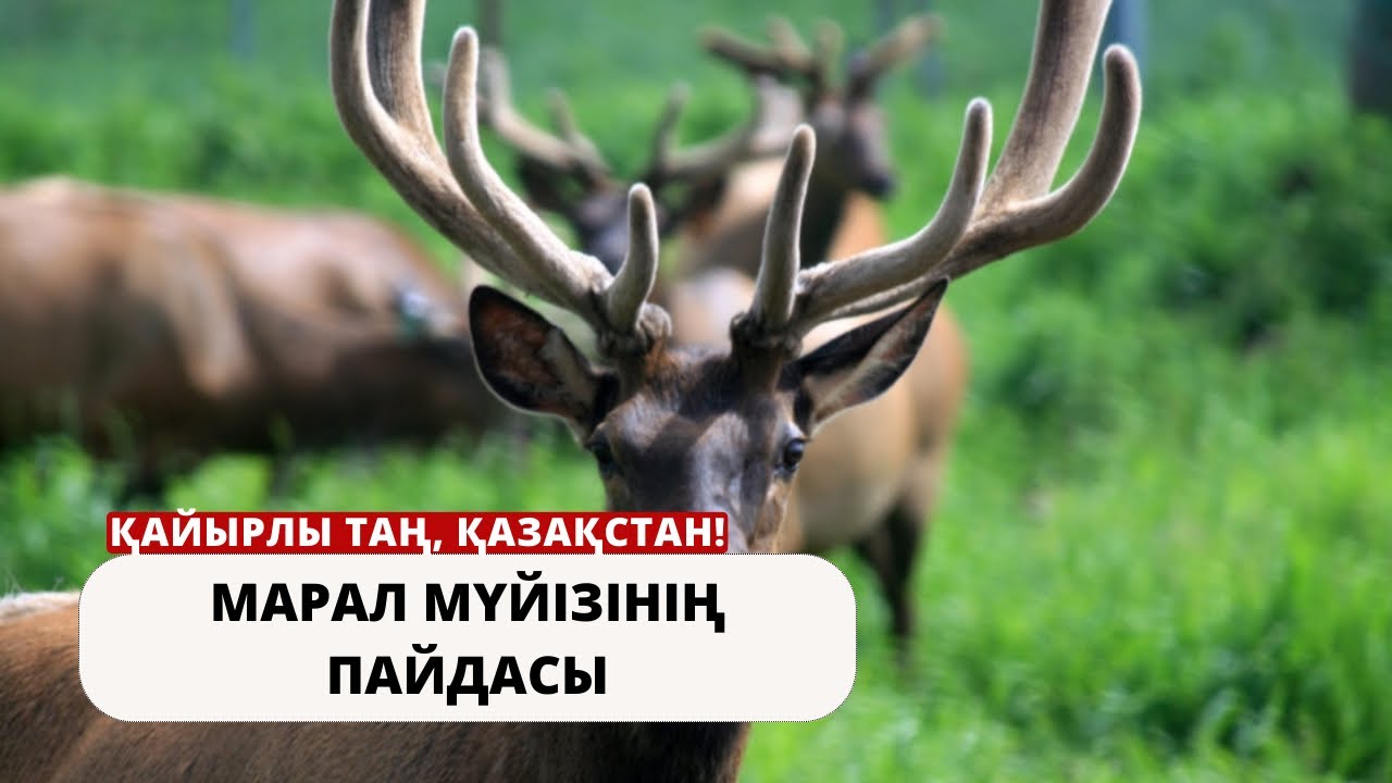Марал мүйізінің пайдасы