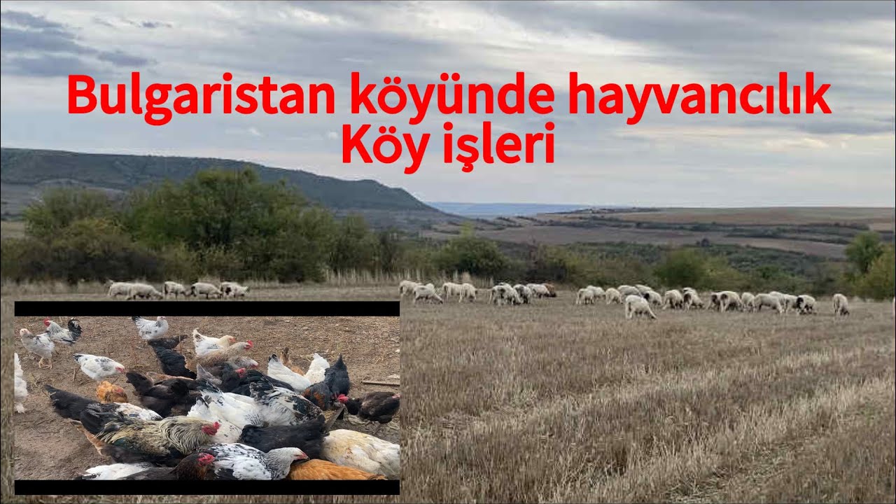 Bulgaristan k&ouml;y&uuml; ve yapılan hayvancılık~K&ouml;y tavuğu organik #k&ouml;y #koyun #sheep #овца #animals #nature