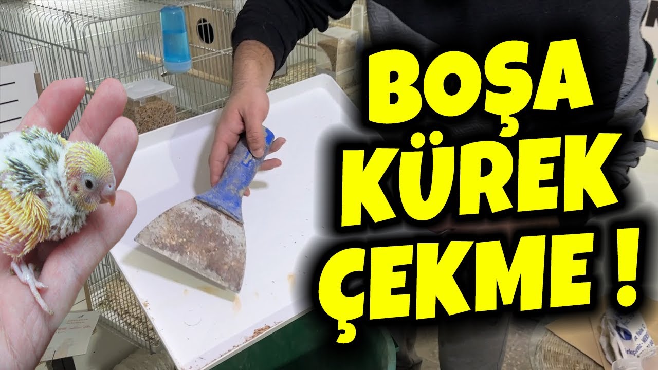 SHOW JUMBO HASSASTIR BU YÜZDEN ÖLÜYORLAR l KAFES TEMİZLİĞİ l #muhabbetkuşu