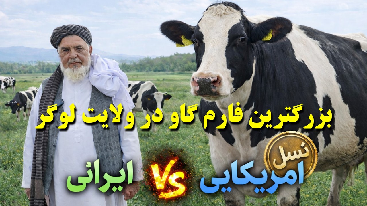 بزرگترین فارم گاو های شیریی در ولایت لوگر | The largest dairy cow farm in Logar Province
