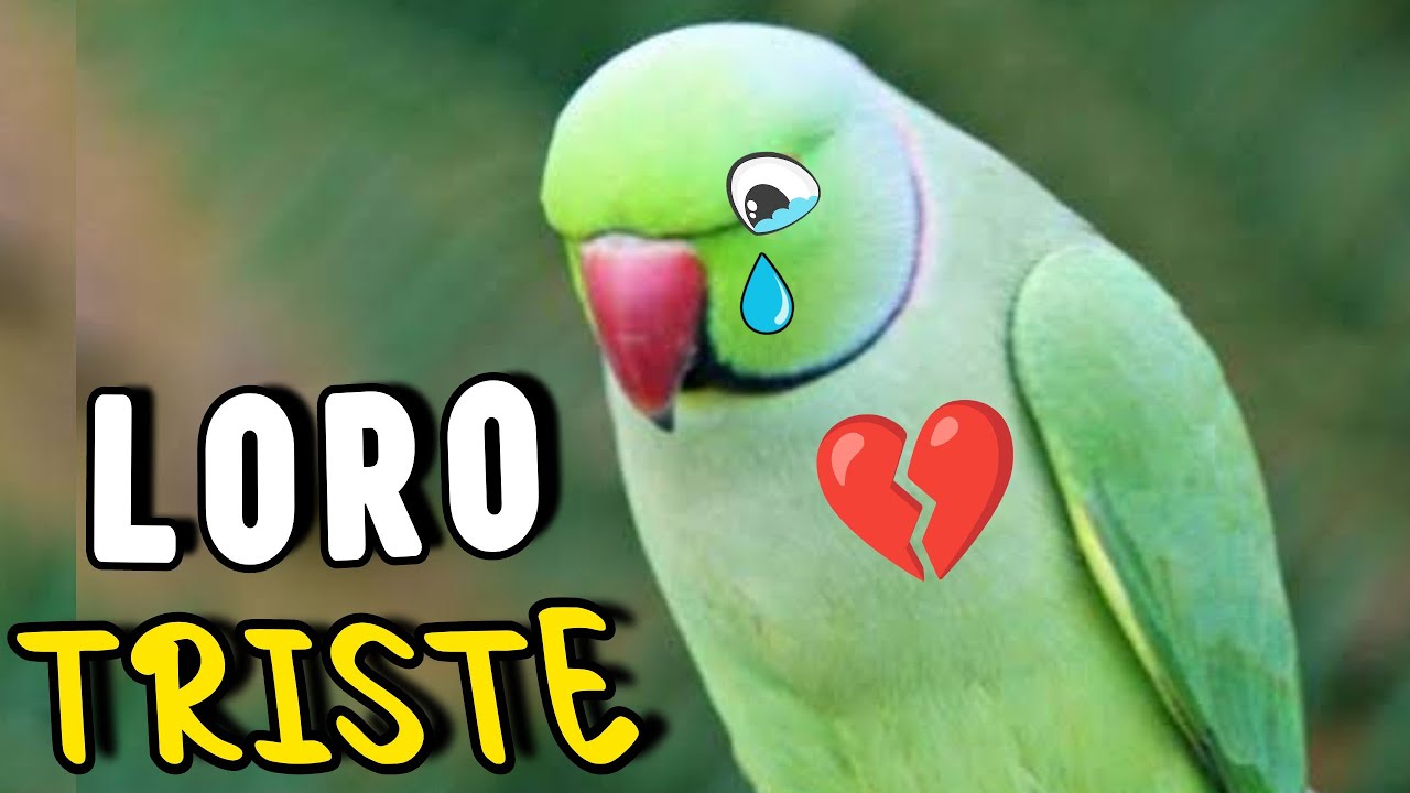 Mi Loro Está TRISTE 😢 ¿Por qué? ¿Que hago?