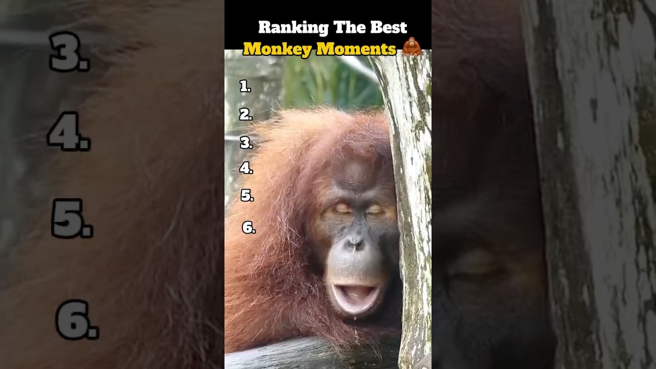 Ranking The Best Monkey Moments